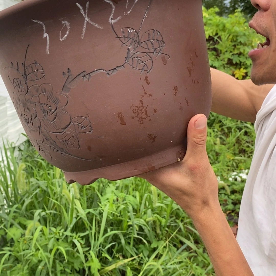 紫砂紫砂紫砂紫砂