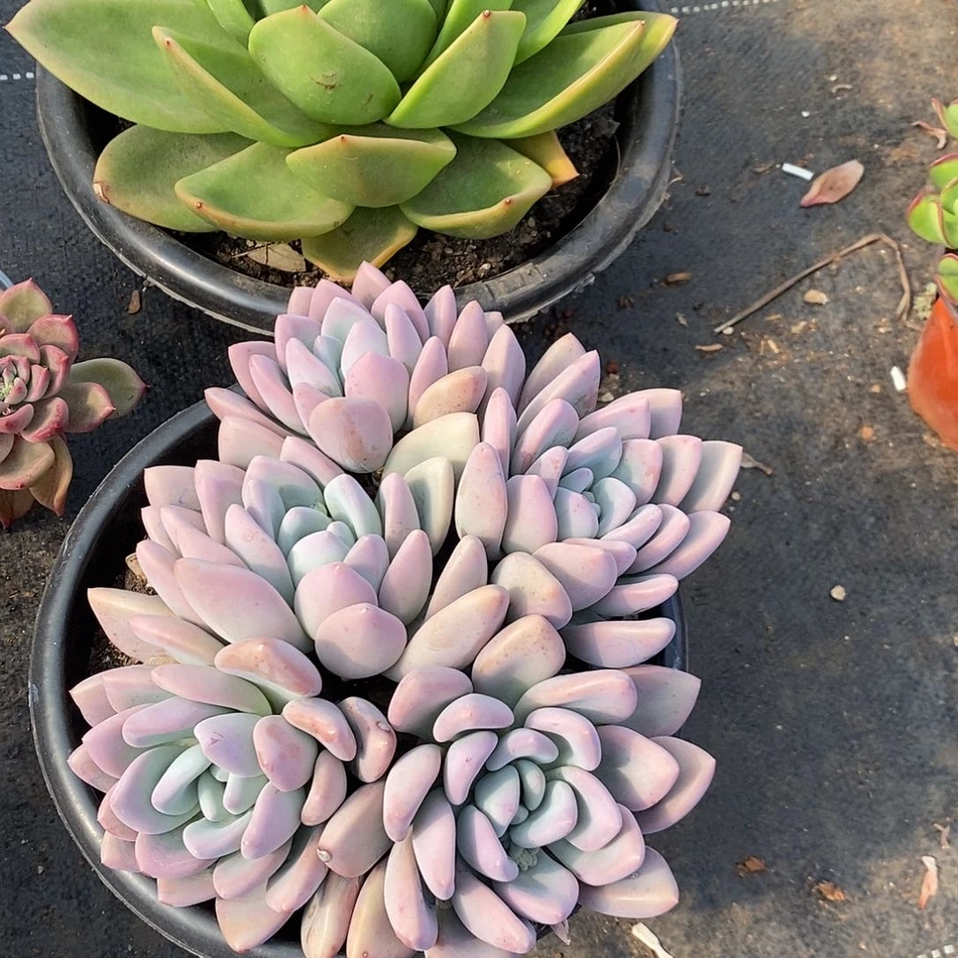 ?**子翠花，大奥普两颗