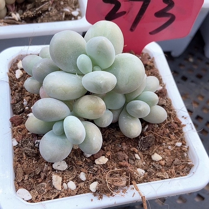 多肉植物彩虹奶酪273