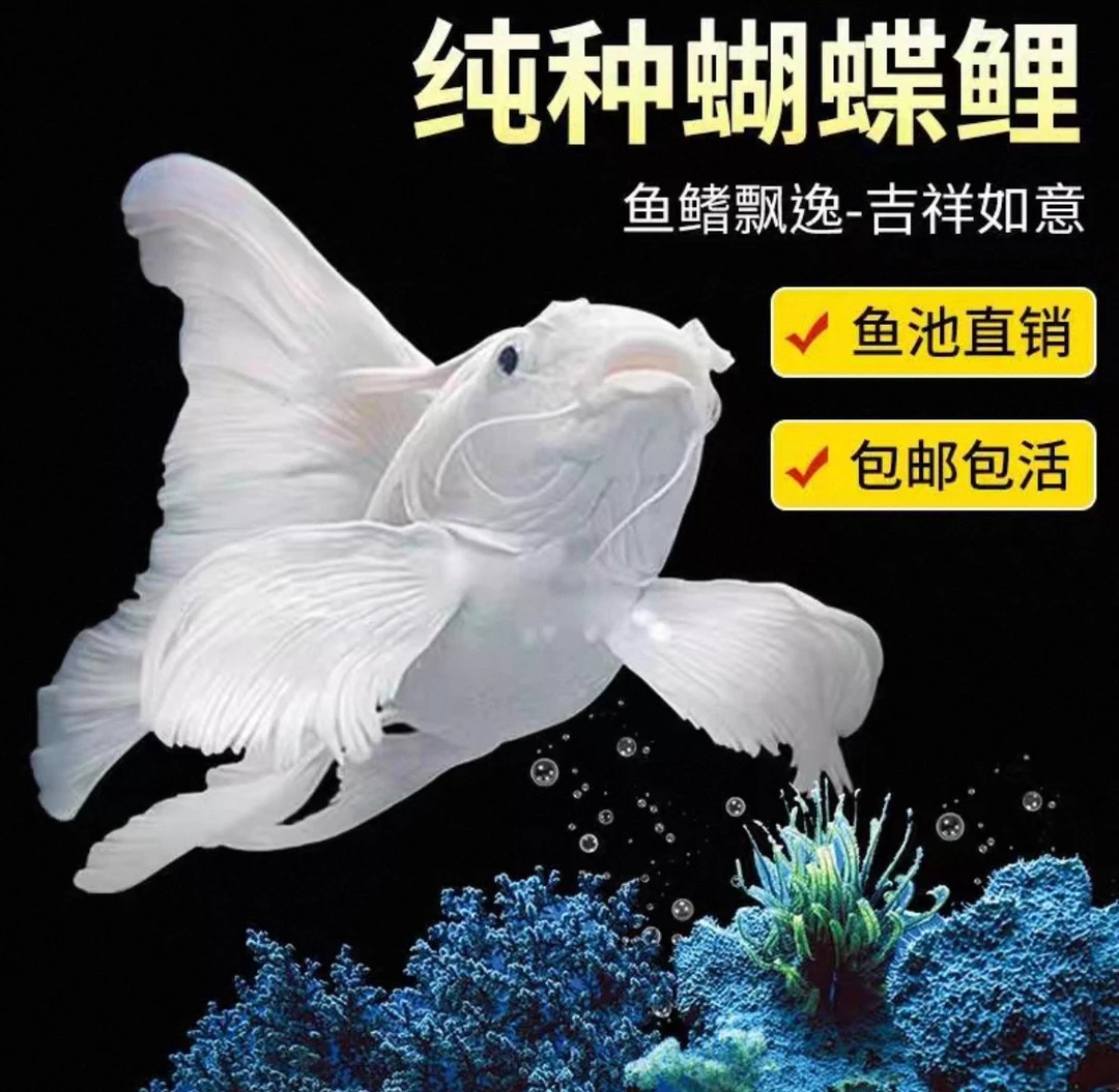 A20-23公分纯种台系蝴蝶鲤短身元宝肚大尾发鳍发尾好养耐活