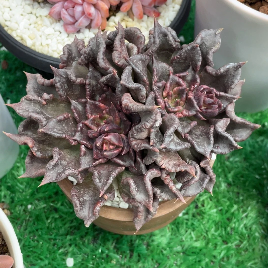 黑饺子皮多肉植物盆栽多肉植物