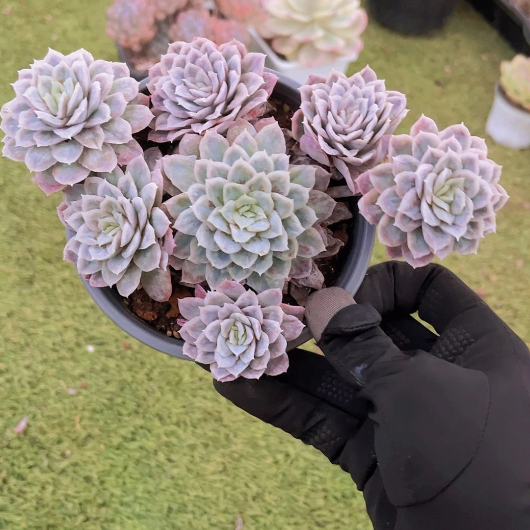 泡泡纱14公分9999998988