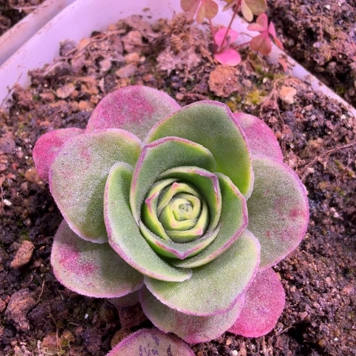 糖糖156  玫瑰  蕾丝mex龙母等