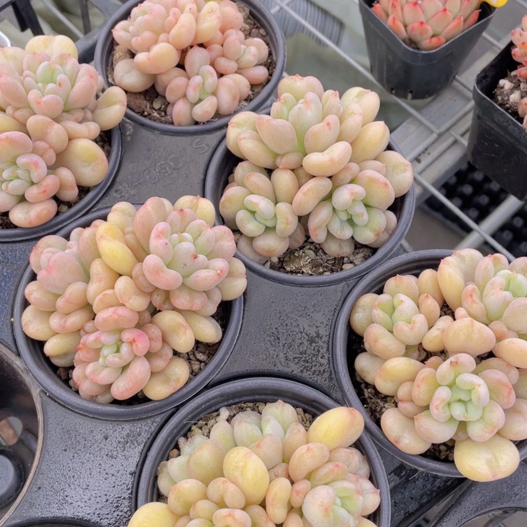 1312号 全状态比尔盖茨多头群一个