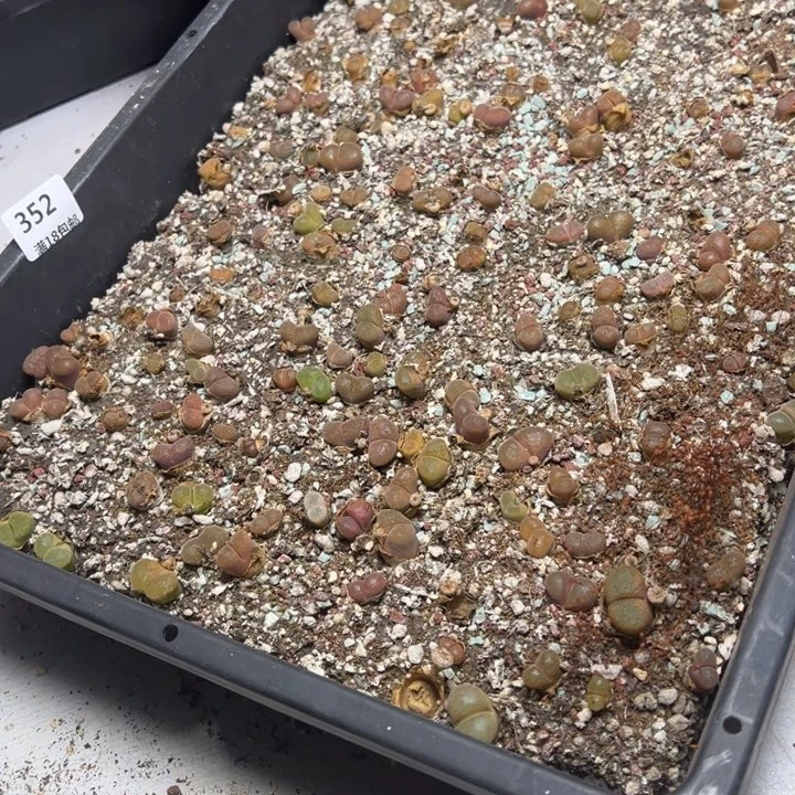 【闪购商品】。***。 352。