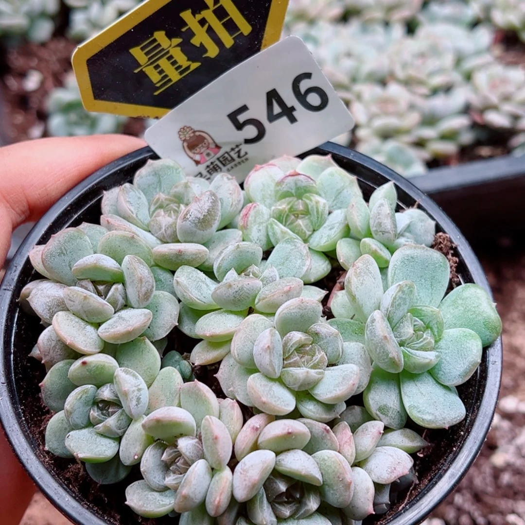 多肉植物多肉植物
