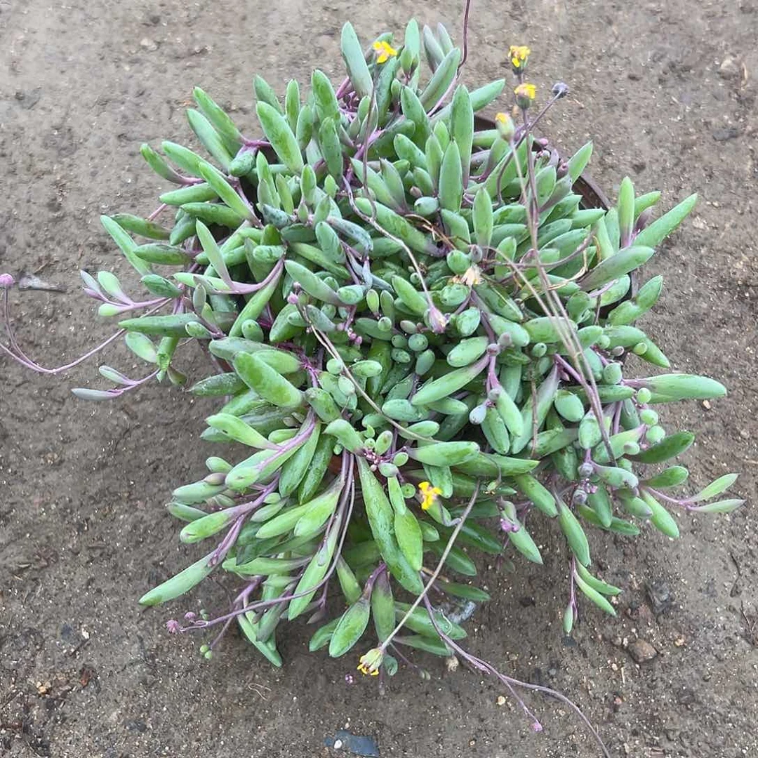 多肉植物紫玄月群