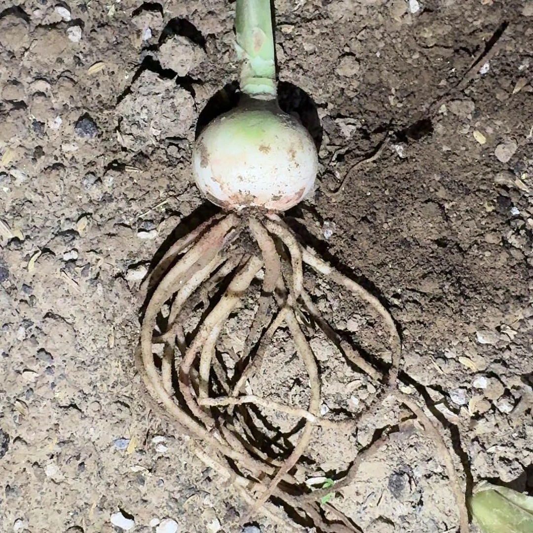 双月3.5厘米裸根一棵