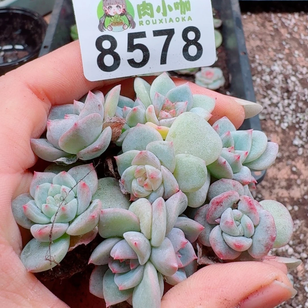 多肉植物多肉植物