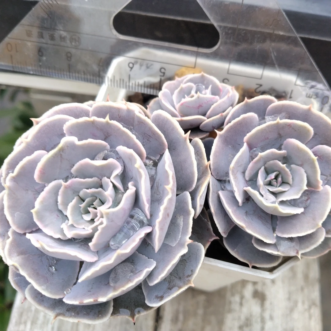 多肉植物沙漠之星一物一拍老桩群生