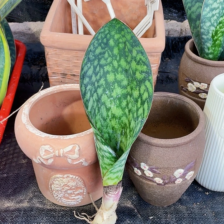 完全开放翡翠宝镜30cm