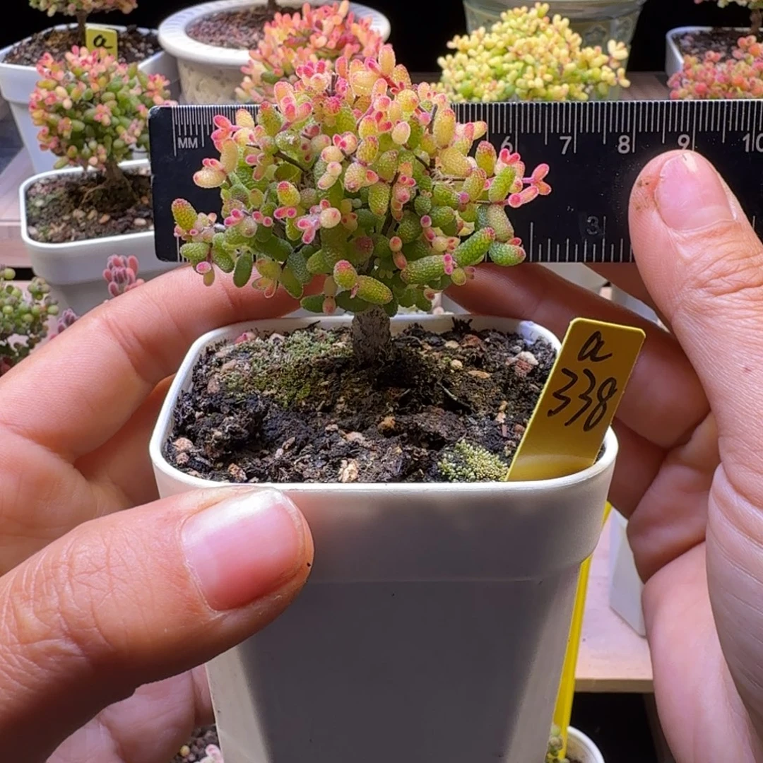 a338号糖球锦假飞机猪冠服5.5厘米左右