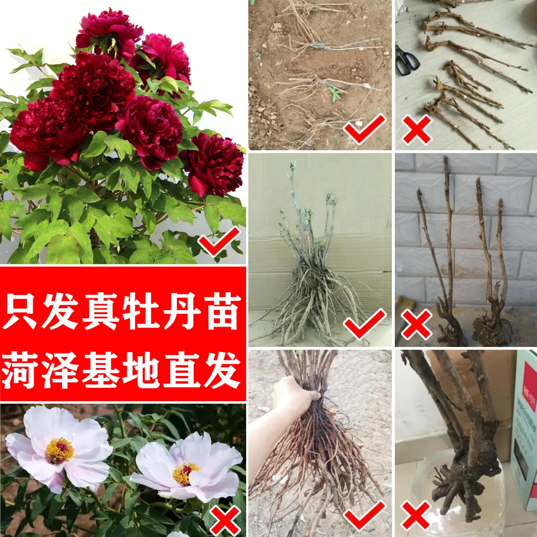 黑夫人精品稀有牡丹大花重瓣正宗观赏牡丹苗【先发肥料秋天发苗】