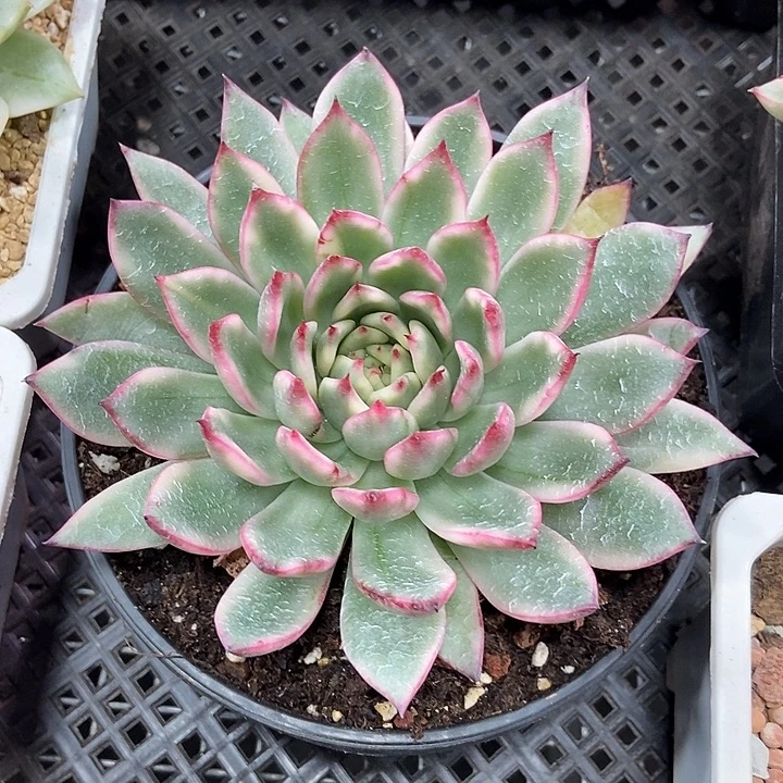 茶***筑落雁东云锦多肉植物