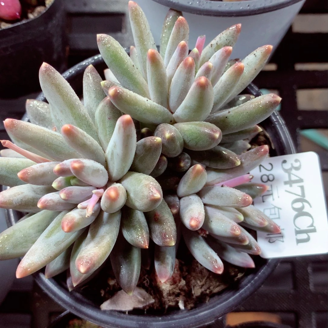 5厘米盆精控多肉3476