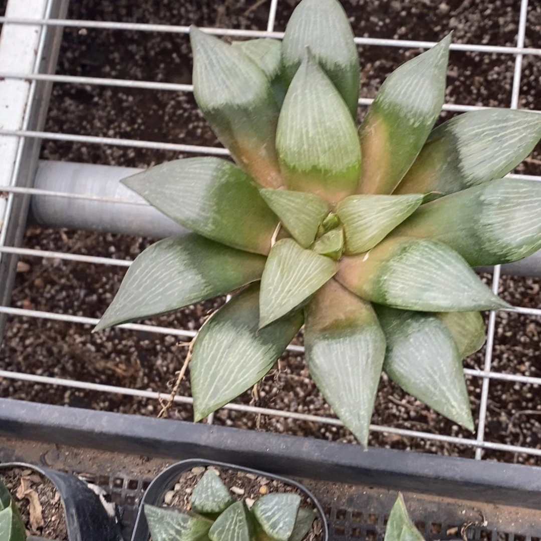 图*狼1068 一颗福利。