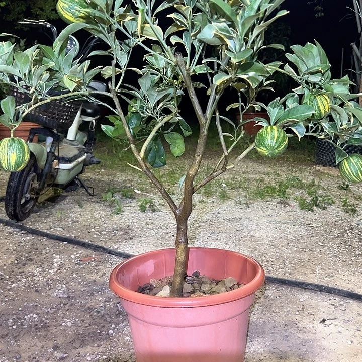 蕊***水血橙479836893489756