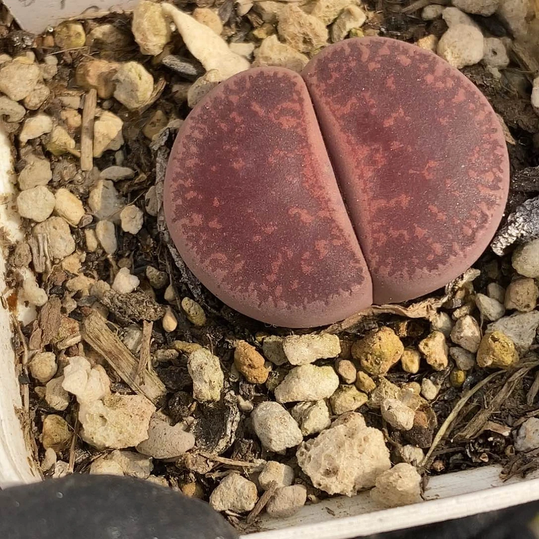 桃喜花园0621-50酒红紫勋