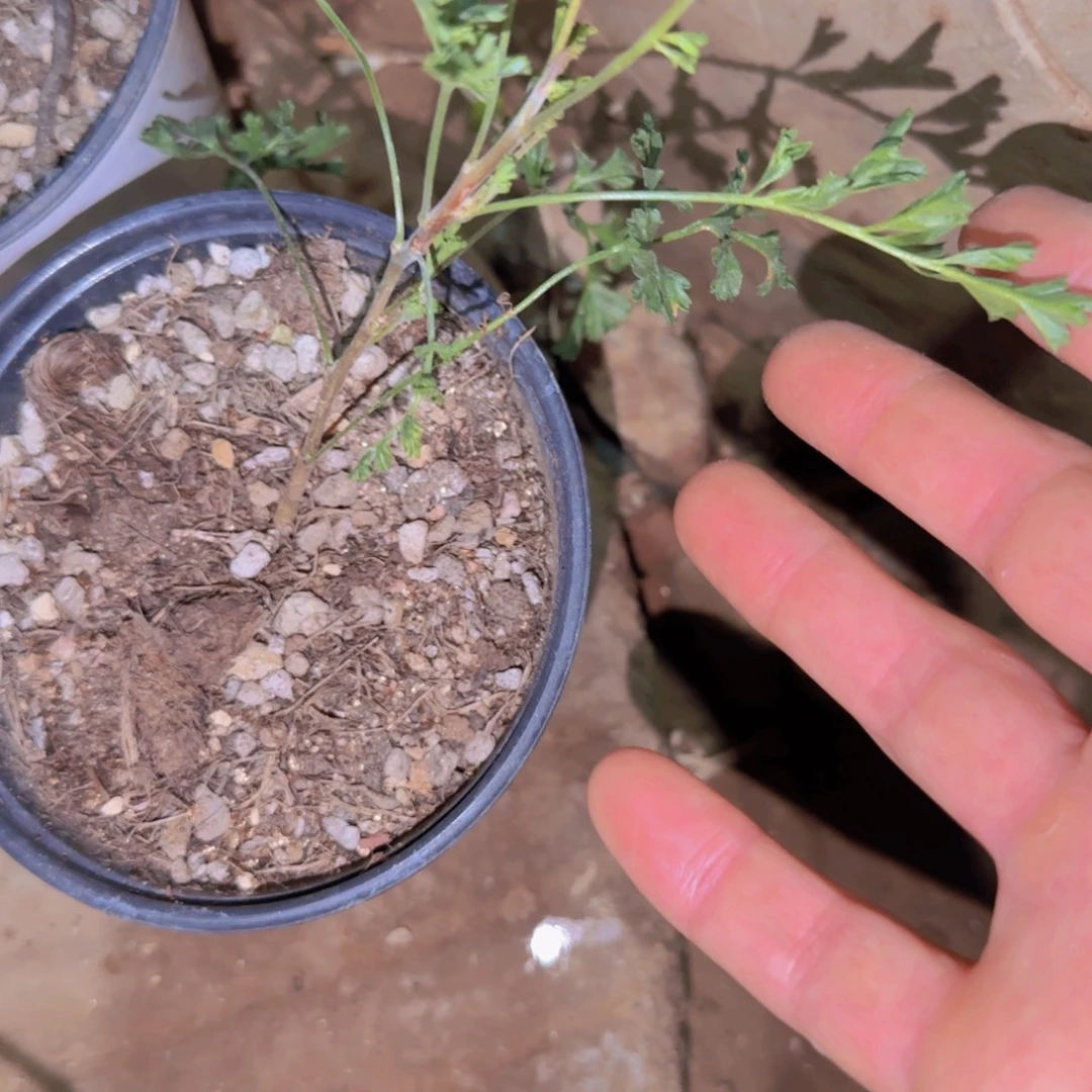 自***火块根植物块根植物