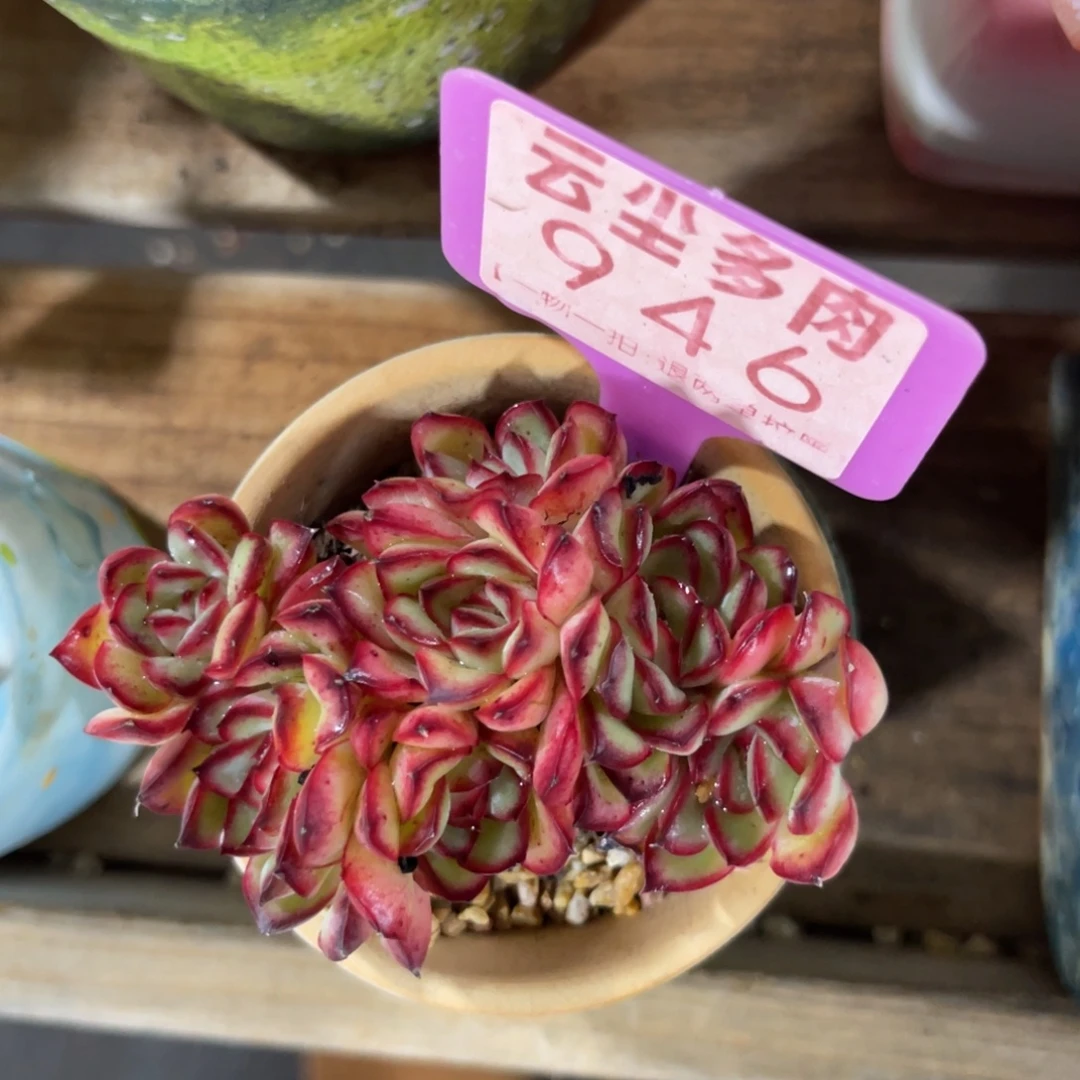 云尘多肉一物一拍不含盆946