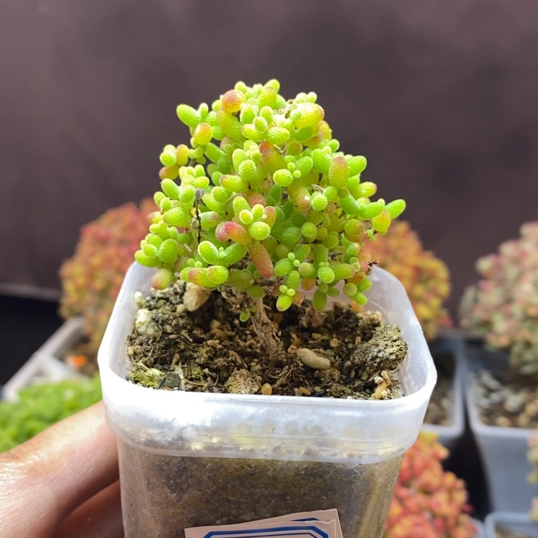 无花朵9号蜜橘糖球枝干