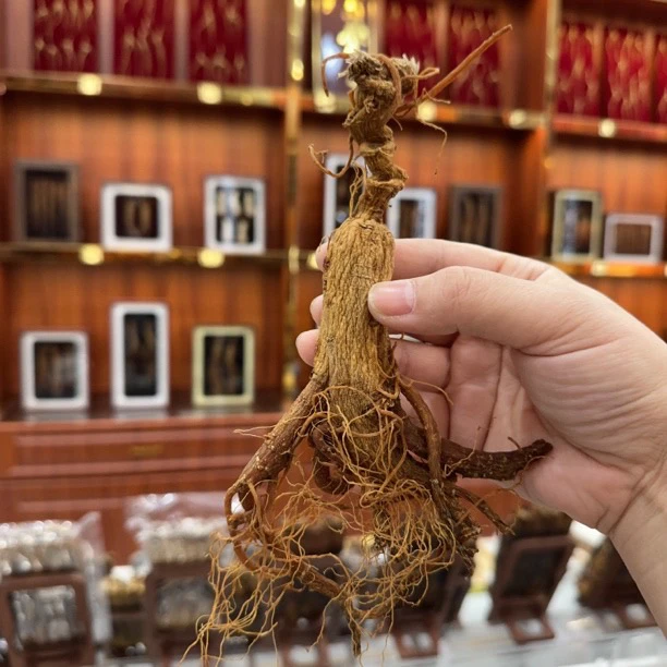 长白山深山老林老红参林下红参后劲大滋补养生泡酒佳品