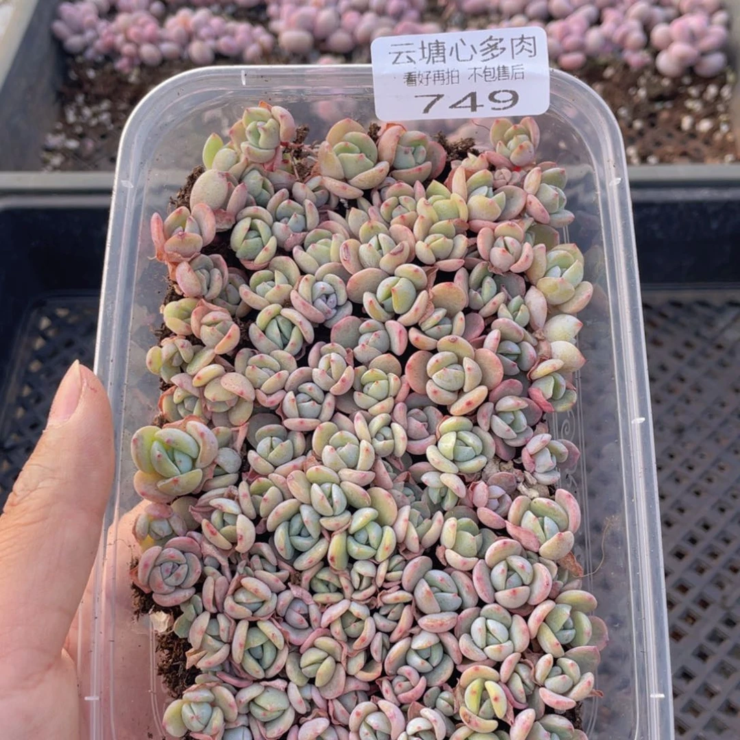 云糖心多肉植物749