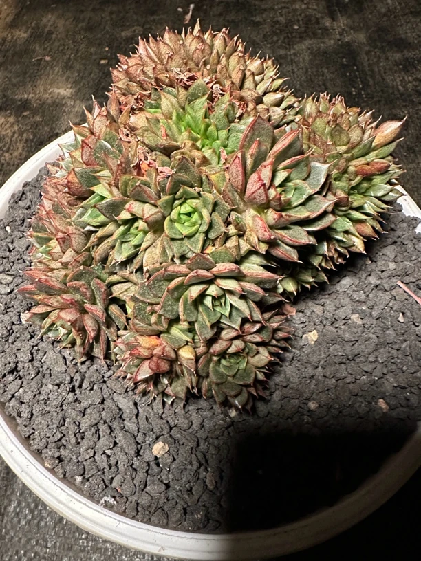 程成多肉植物小和锦缀化