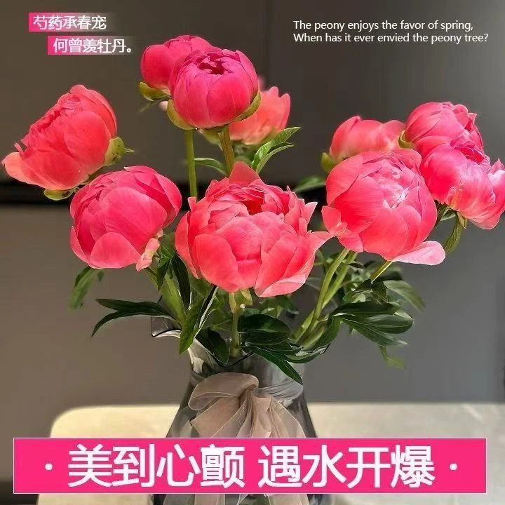 珊瑚落日荷兰进口品种山东菏泽基地直发S级重瓣大花苞大芍药顺丰