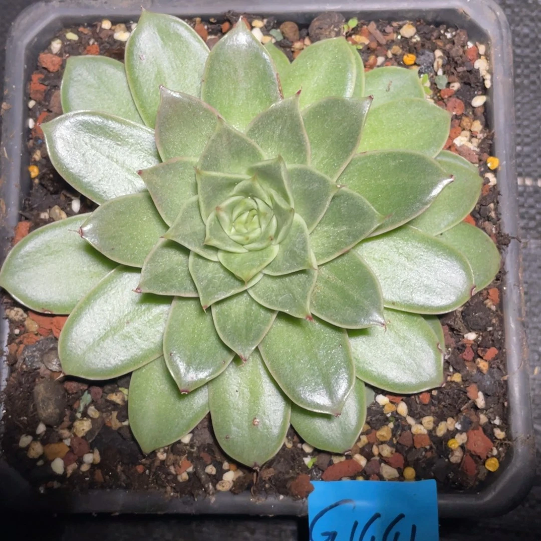 多肉植物多肉植物1441