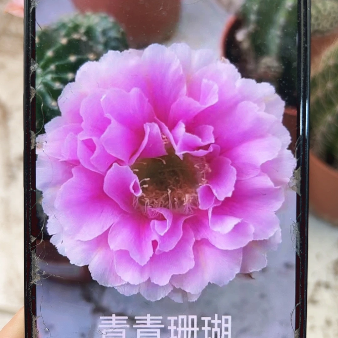 彩草珊瑚5公分左右