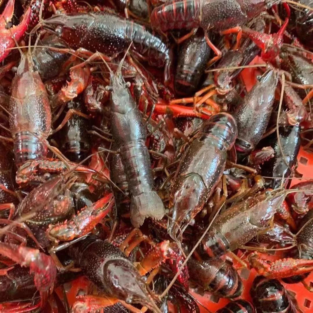 【鲜活】中号小龙虾3斤 长春同城当日达  保鲜不保活