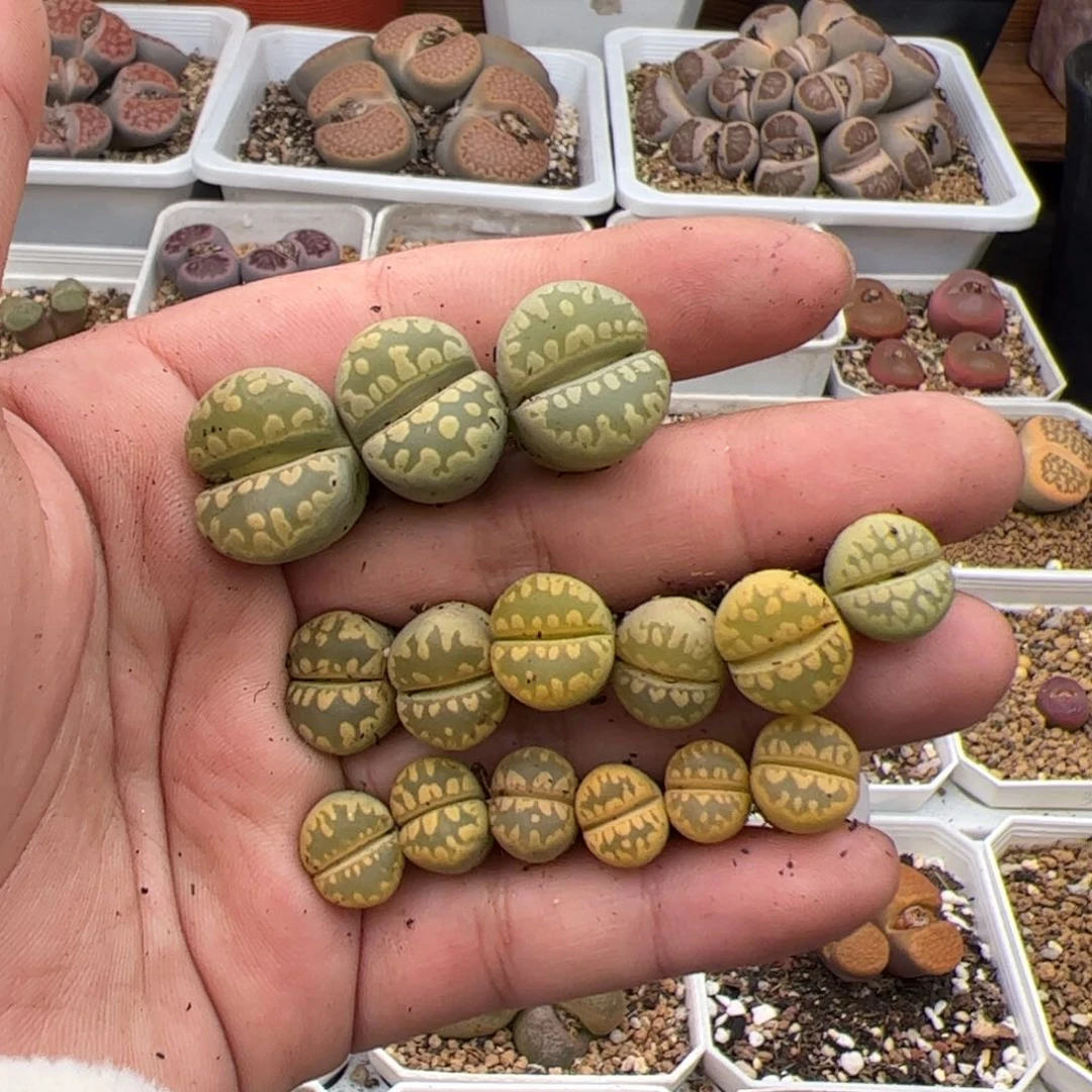 曦****80714号大牙15颗  多肉植物