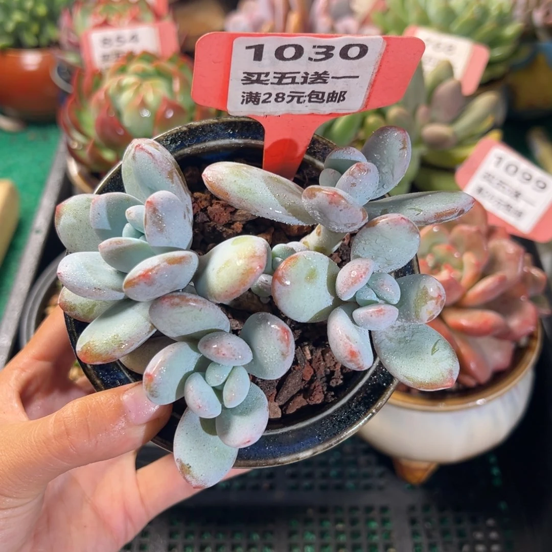 表妹精品多肉植物1030.