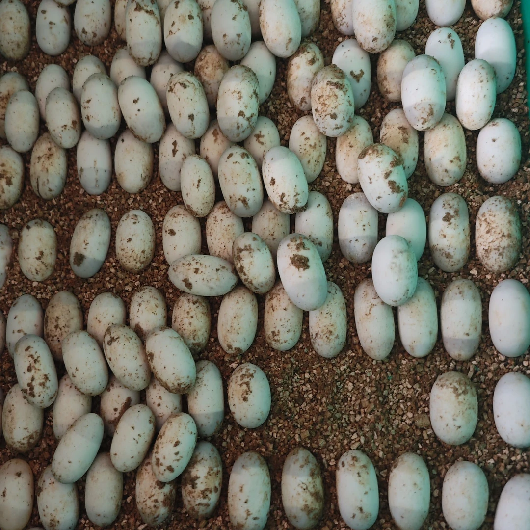 火焰蛋石金钱蛋眼斑蛋金钱龟蛋变巴蛋龟蛋到家孵化一周左右可出