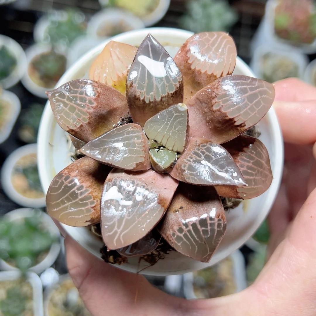 我****泥2790多肉植物一颗