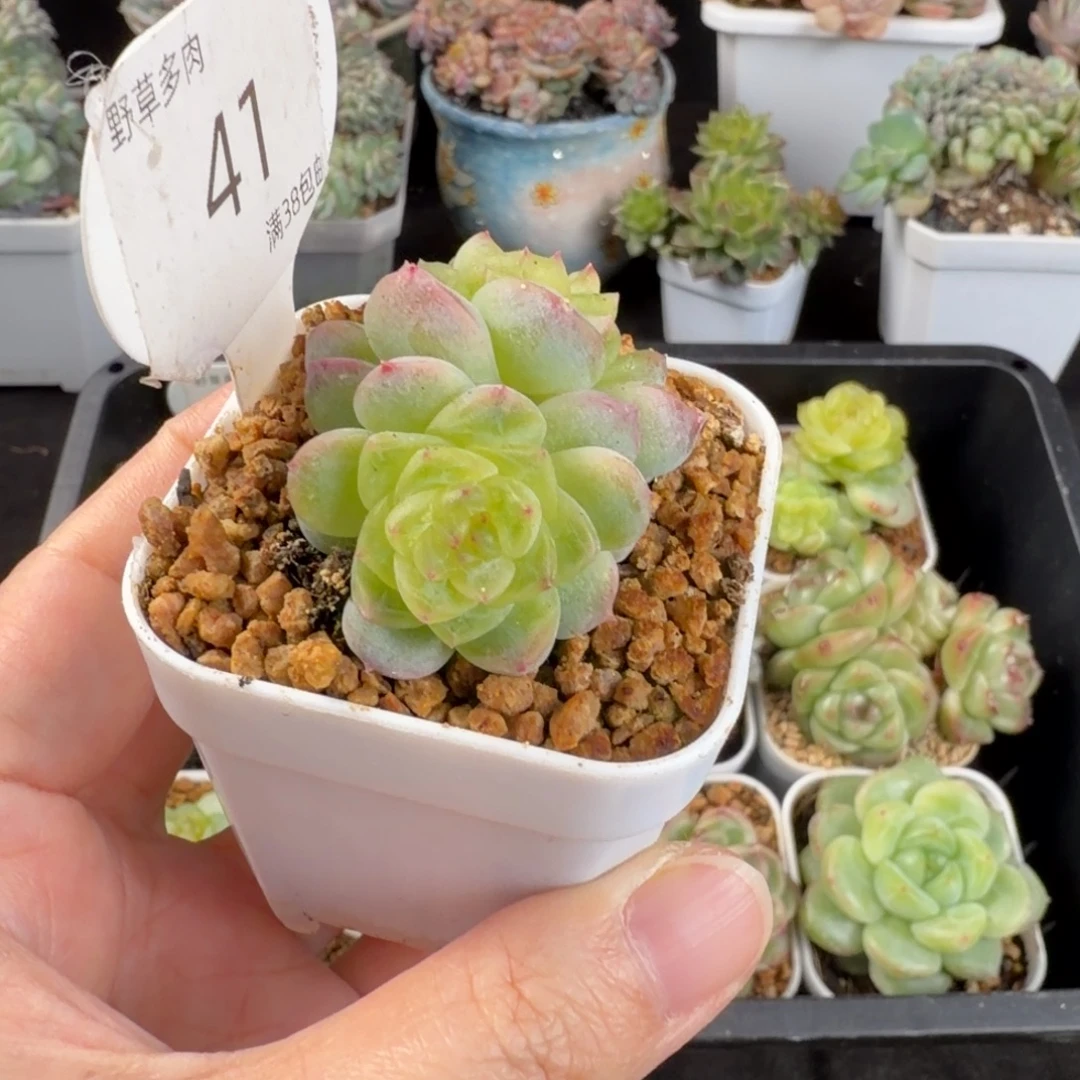 白冰双头41号一颗