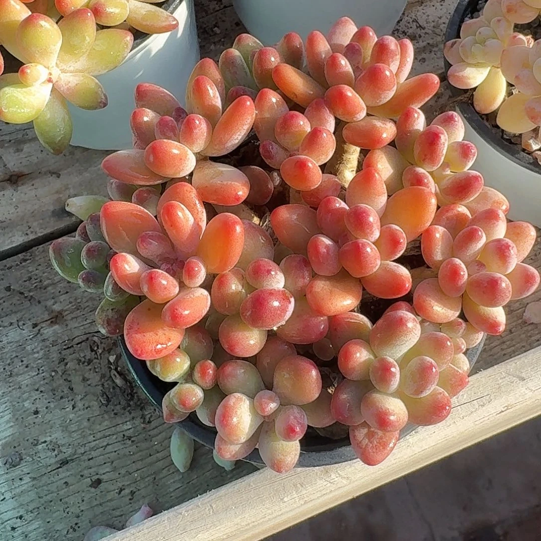 苹果美人多肉植物19.8