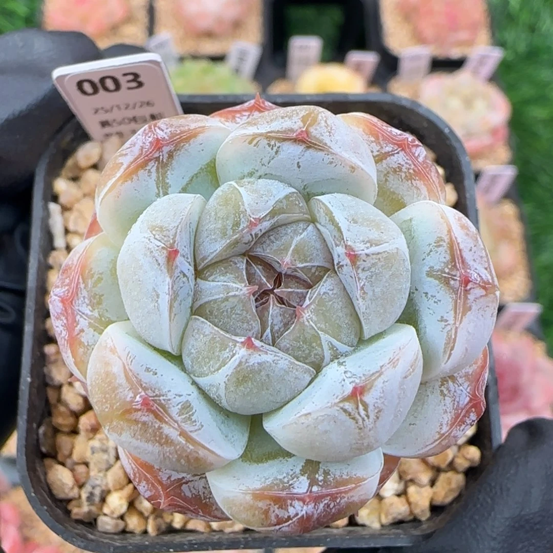 003   福利  5厘米盆