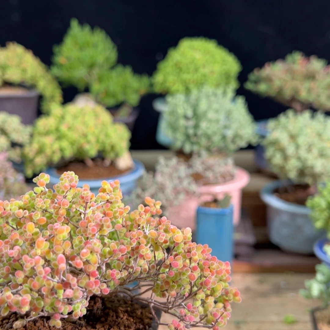 蜜橘造型老桩精品…………