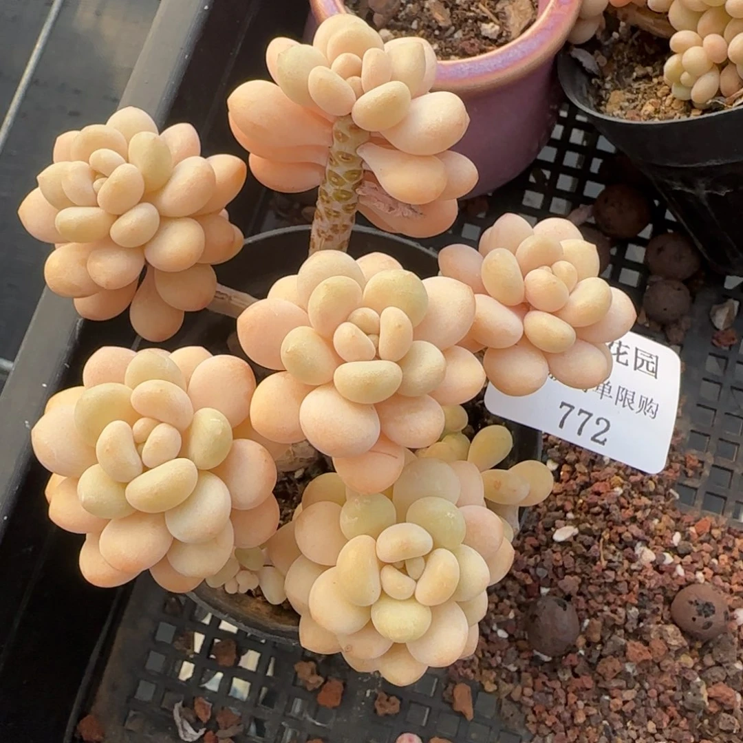 闪购精品多肉772号