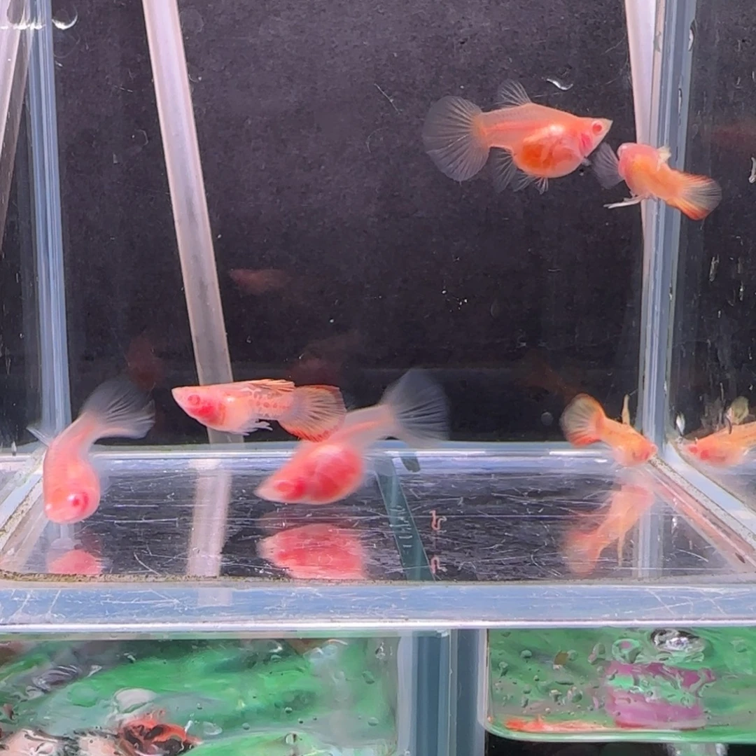 忘***秋孔雀鱼玻璃猫3对3333