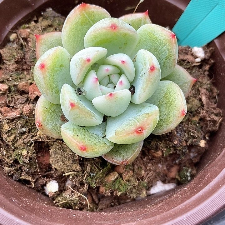 多肉植物雪花珍妮7321