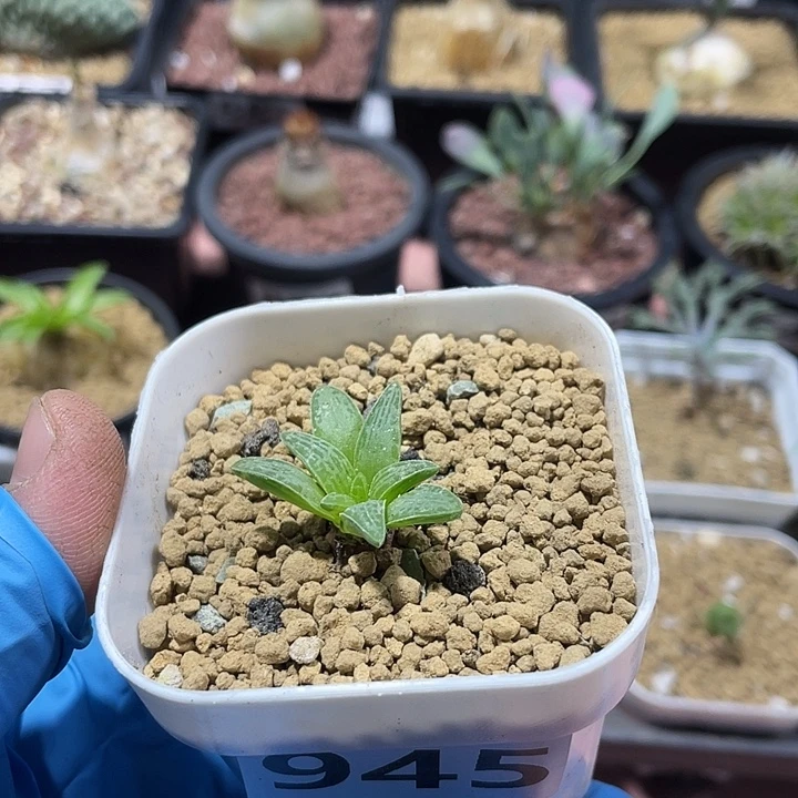 945块根寿块根植物