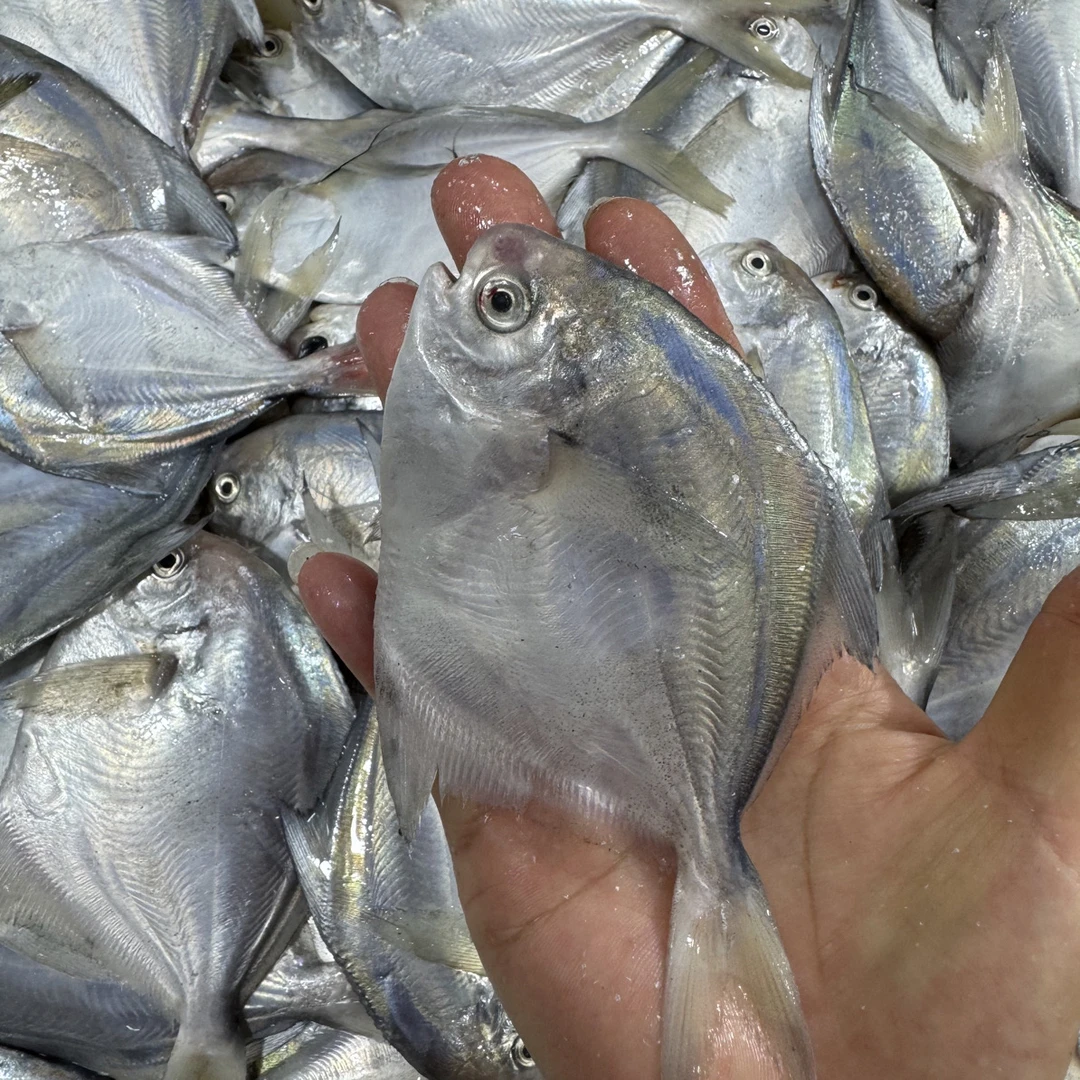 连云港海捕 银鲳鱼5斤（一斤8到9条左右）