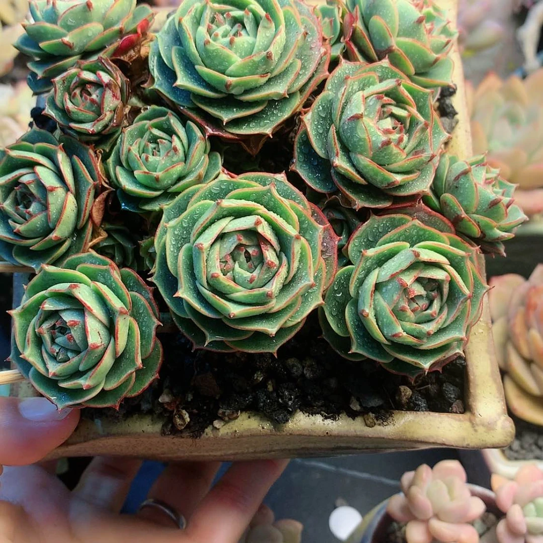 【闪购商品】陈*肉陈肉肉