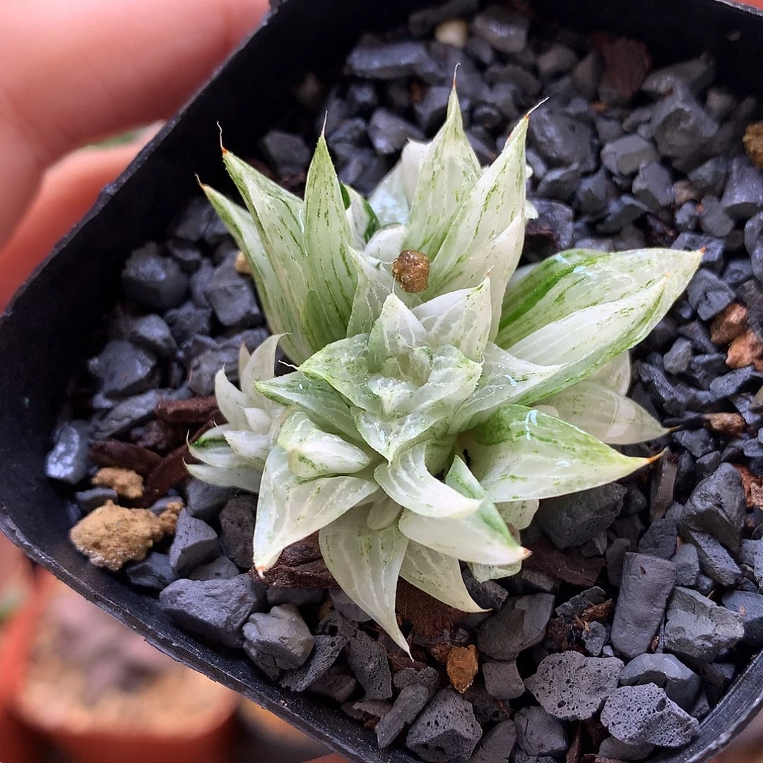 元祖冰沙糖发生盆土发货tx