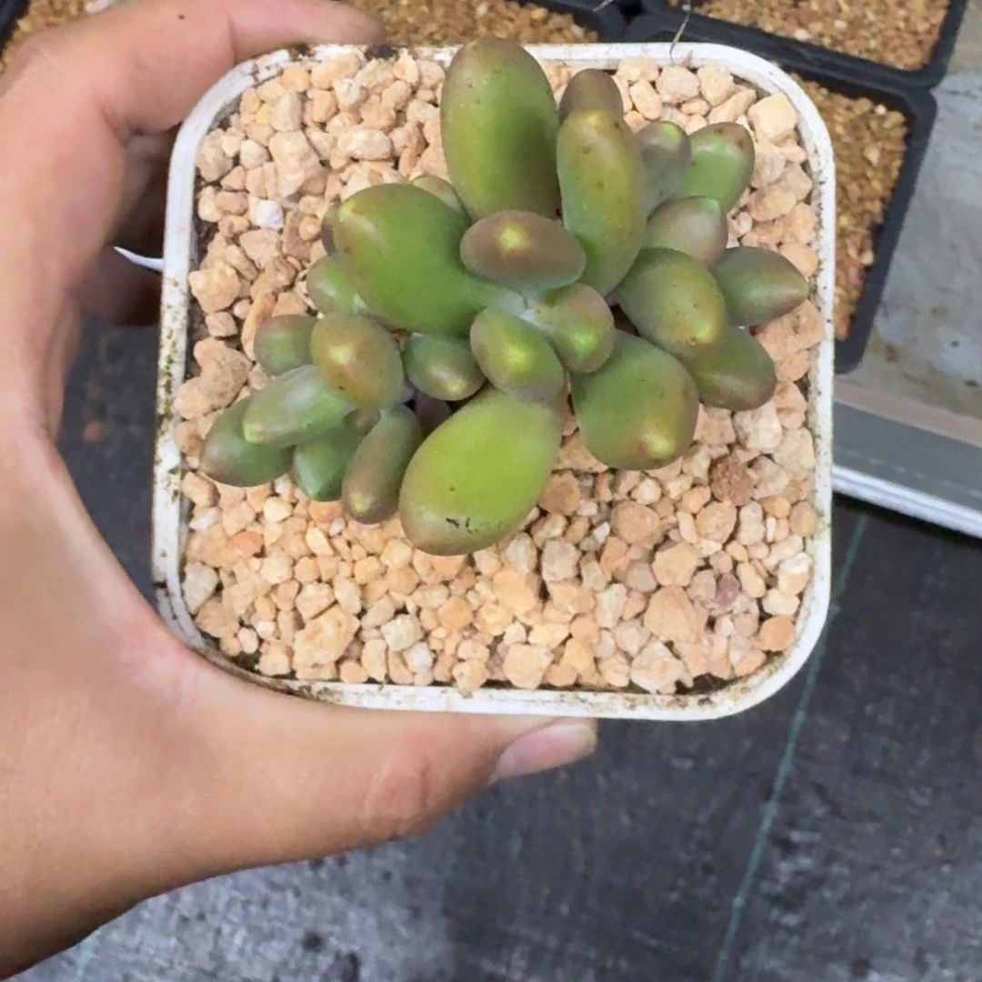 金吉列 4头  一物一拍