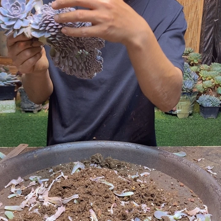 小***～645肉咖多肉一物一拍