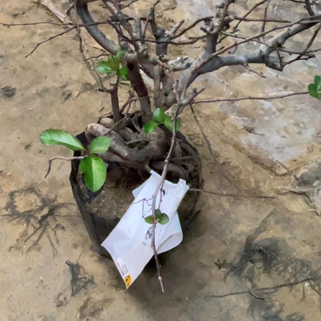 无花朵原生海棠757575